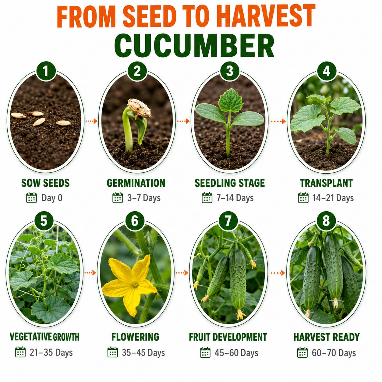 Cucumber Seeds for Home & Terrace Gardening