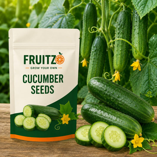 Cucumber Seeds for Home & Terrace Gardening