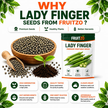 Lady Finger Seeds for Home & Terrace Gardening