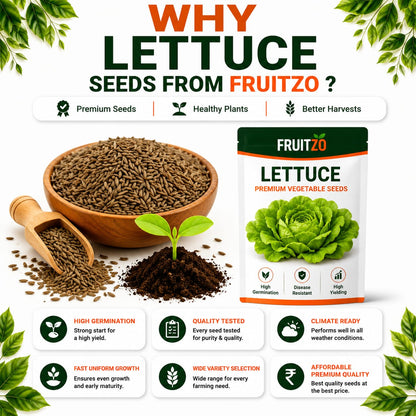 Lettuce Seeds for Home & Terrace Gardening