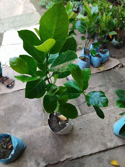 Thai Pink Jack Fruit Plant (All season Fruits) Grafted plant for Home & Terrace Gardening