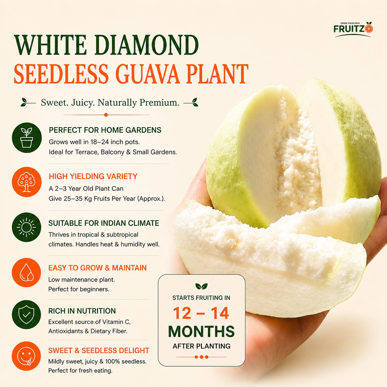 White Diamond Grafted Guava Plant For Home & Terrace Gardening