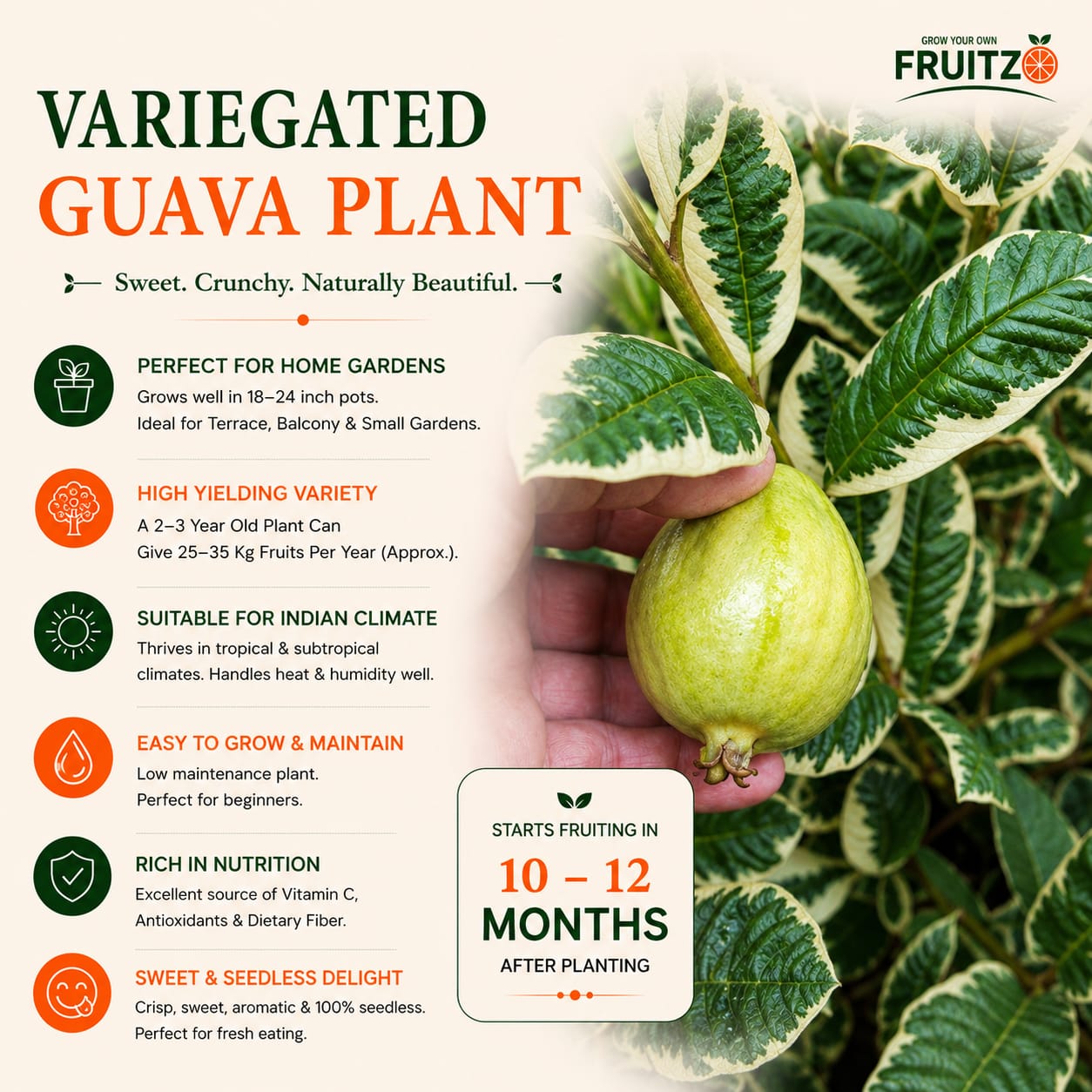 Variegated Guava Grafted Plant For Home And Terrace Gardening