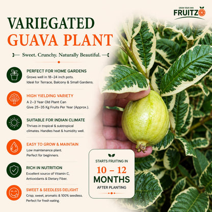 Variegated Guava Grafted Plant For Home And Terrace Gardening