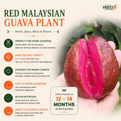 Red Malaysian Guava Fruit Plant (Grafted) For Home & Terrace Gardening