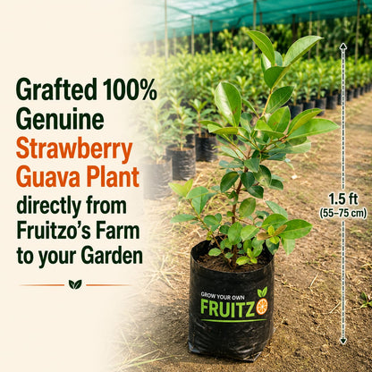 Strawberry Guava – A Perfect grafted Fruit PlantFor Home & Terrace Gardening