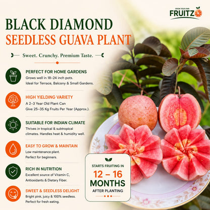 Black Diamond Seedless Grafted Guava Plant  For Home & Terrace Gardening