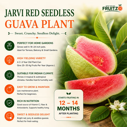 Grafted Jarvi Diamond  Guava Fruit Plant (Seedless) For Home & Terrace Gardening