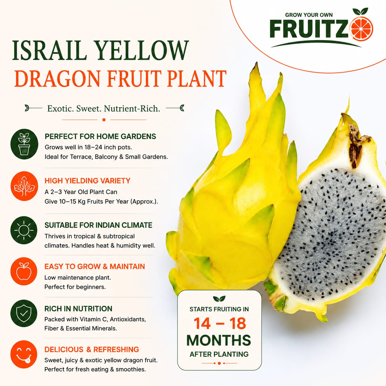 Israel Yellow Dragon Fruit Growing Plant  for Home & Terrace Gardening