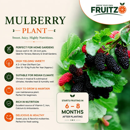 Mulberry Grafted Fruit Plant for Home & Terrace