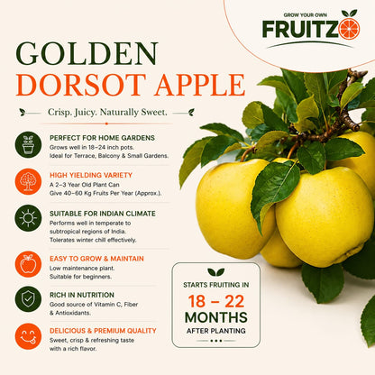 Yellow Golden Dorset Apple Plant for Home & Terrace Gardening