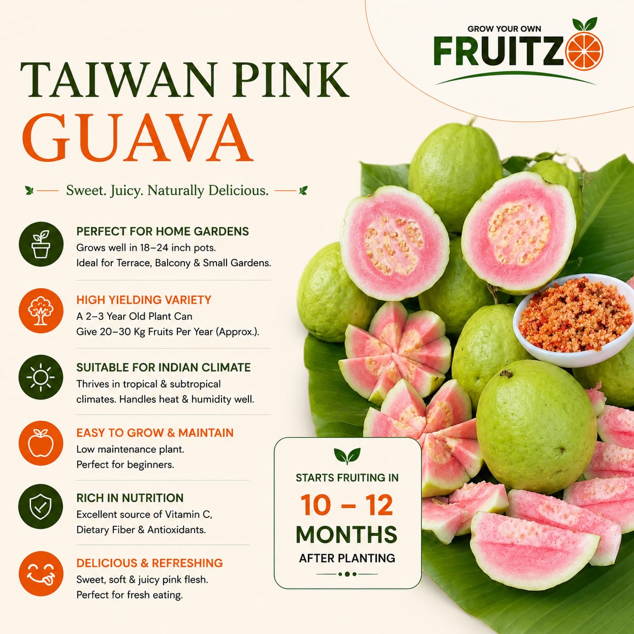Taiwan Pink Guava Grafted Plant  For Home & Terrace Gardening