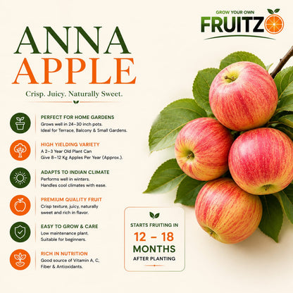 Anna Apple Plant Original Grafted Variety for Warm Climate Gardening (1.5'-2'ft)