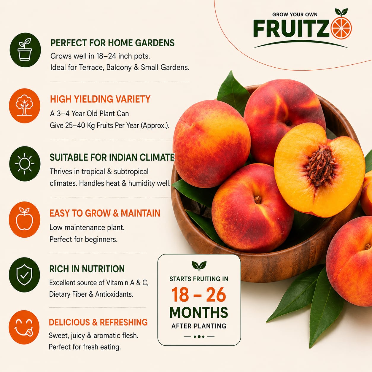 Premium Hybrid Sweet Peach Live Plant (Prunus persica) for Home & Terrace Gardening