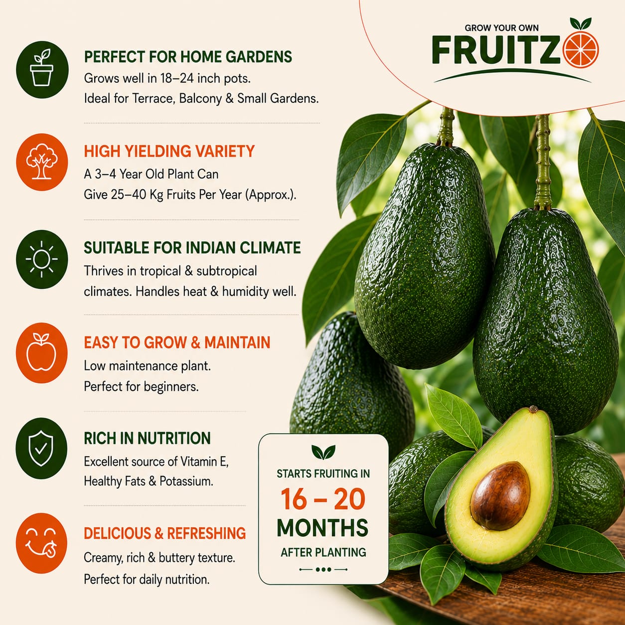 Avocado Grafted Fruit Plant  for Home & Terrace Gardening