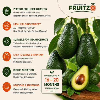 Avocado Grafted Fruit Plant  for Home & Terrace Gardening