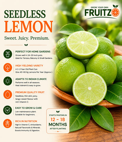 Seedless Lemon (Grafted) Fruit Plant  for Home & Terrace Gardening