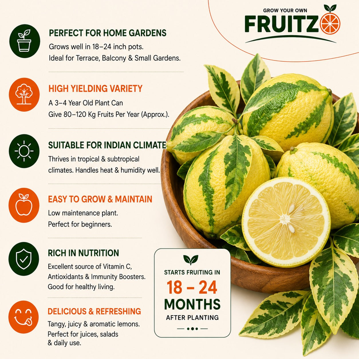 Variegated Grafted Lemon For Home Garden & Terrace Gardening
