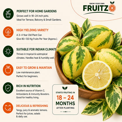 Variegated Grafted Lemon For Home Garden & Terrace Gardening