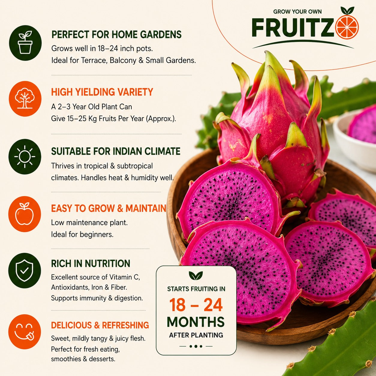 Pink Hybrid Dragon Fruit Plant Perfect for Home & Terrace Gardening