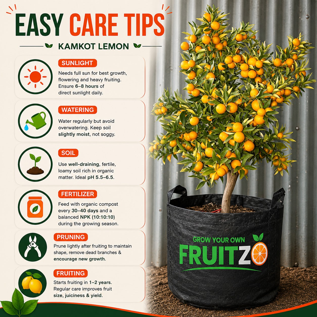 All Time Kamkot Lemon Grafted Plant For Home | Terrace Garden