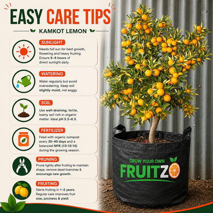 All Time Kamkot Lemon Grafted Plant For Home | Terrace Garden
