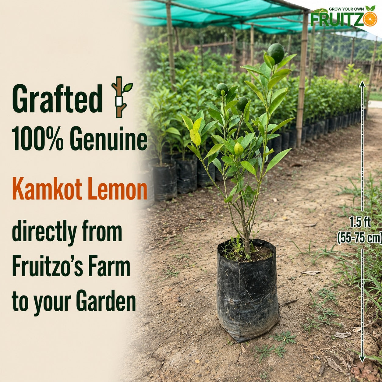 All Time Kamkot Lemon Grafted Plant For Home | Terrace Garden