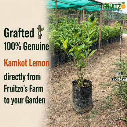 All Time Kamkot Lemon Grafted Plant For Home | Terrace Garden