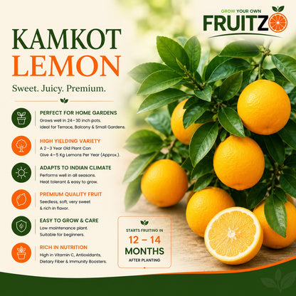 All Time Kamkot Lemon Grafted Plant For Home | Terrace Garden