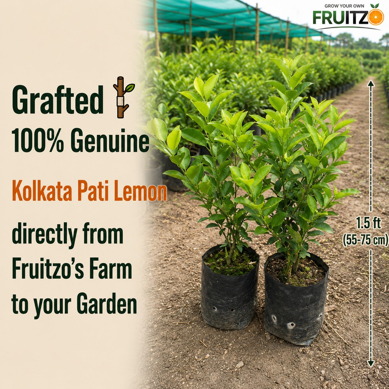 Kolkata Pati Lemon Grafted Plant for Home & Terrace Gardening