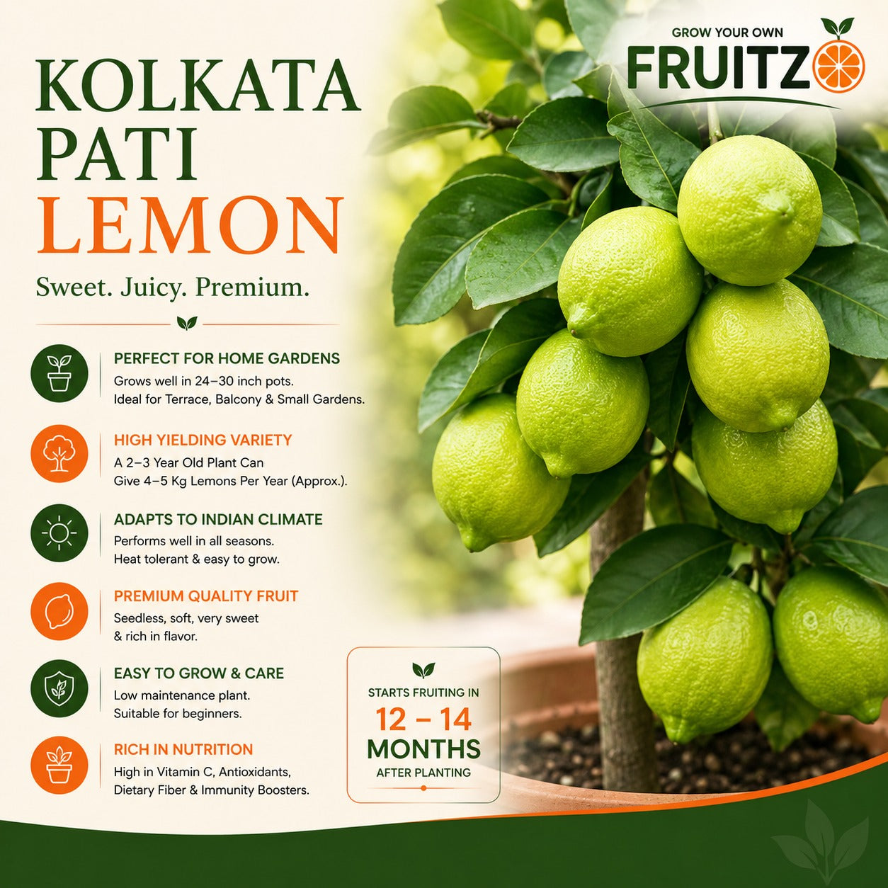 Kolkata Pati Lemon Grafted Plant for Home & Terrace Gardening