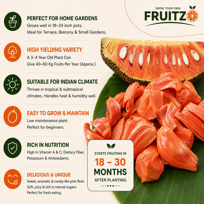 Thai Pink Jack Fruit Plant (All season Fruits) Grafted plant for Home & Terrace Gardening