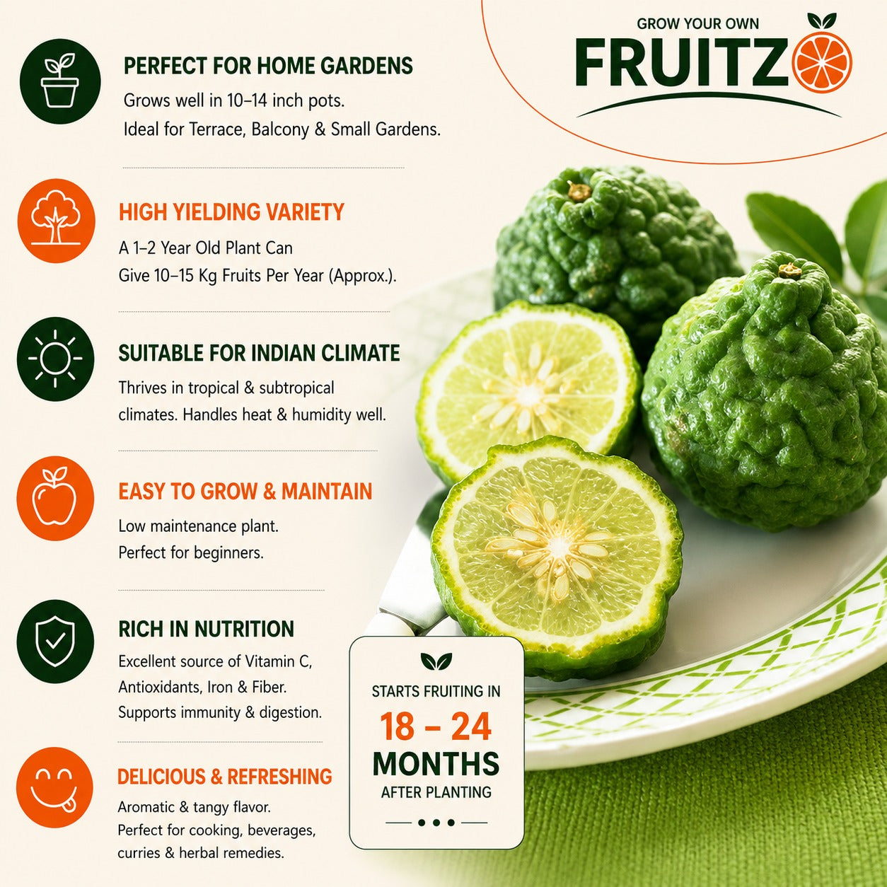 Kaffir lime Grafted Plant For Home | Terrace Gardening