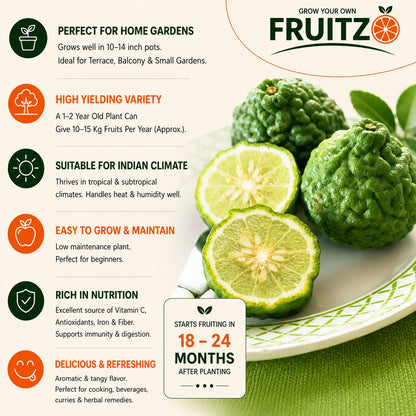 Kaffir lime Grafted Plant For Home | Terrace Gardening