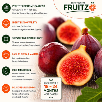Red Khurtmani Israel Fig Grafted Plant for Home & Terrace Gardening