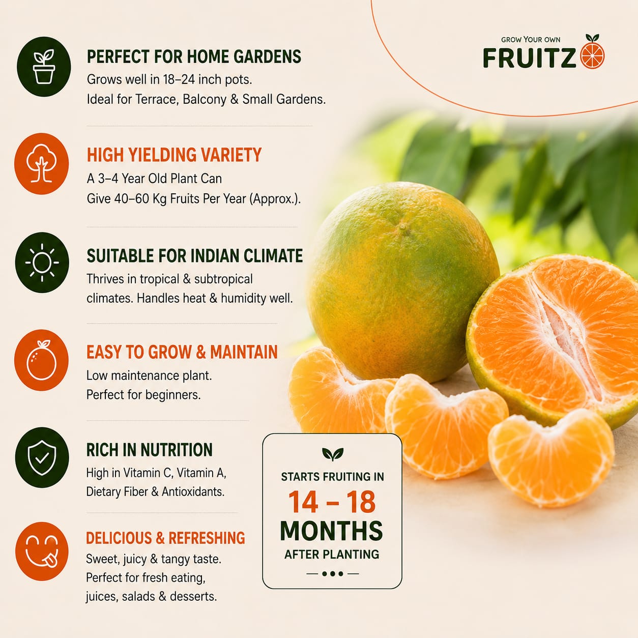 Nagpur Orange Grafted Plant 1.5-2 Feet for Indian Homes and Gardens