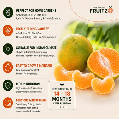 Nagpur Orange Grafted Plant 1.5-2 Feet for Indian Homes and Gardens