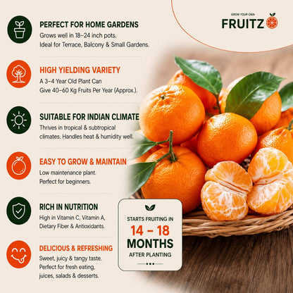 Darjeeling Orange Grafted Plant 1 - 2 Feet  for Home Garden