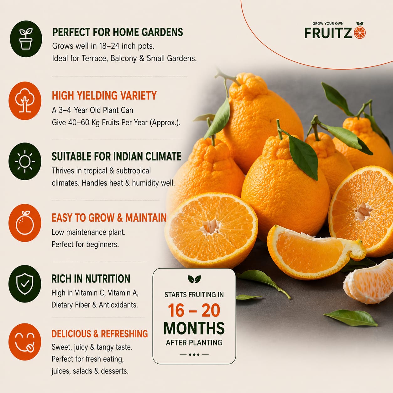 Dekopon Orange (Grafted) Plantfor Home & Terrace Gardening