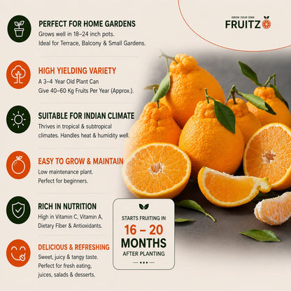 Dekopon Orange (Grafted) Plantfor Home & Terrace Gardening