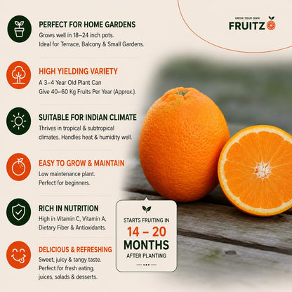 Calabrese Oval Orange Grafted Plant for Home & Terrace Gardening