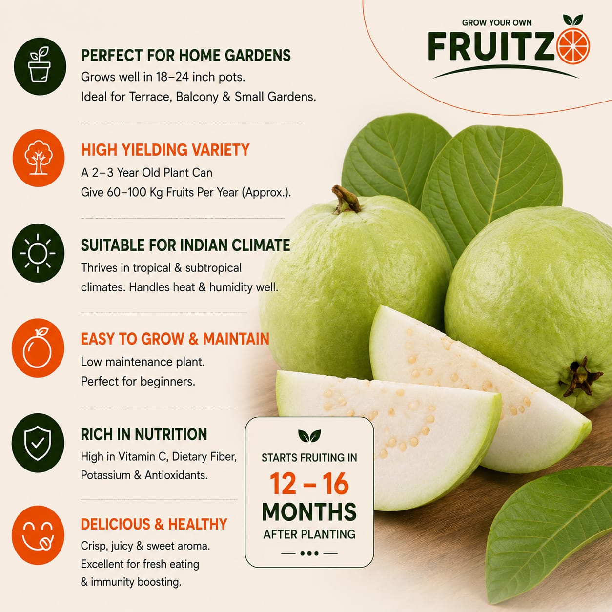 Lalit Guava (L49) Grafted Plant 1 - 2 Feet For Home & Terrace Gardening