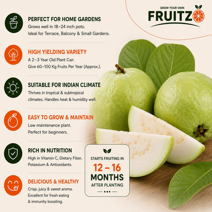 Lalit Guava (L49) Grafted Plant 1 - 2 Feet For Home & Terrace Gardening