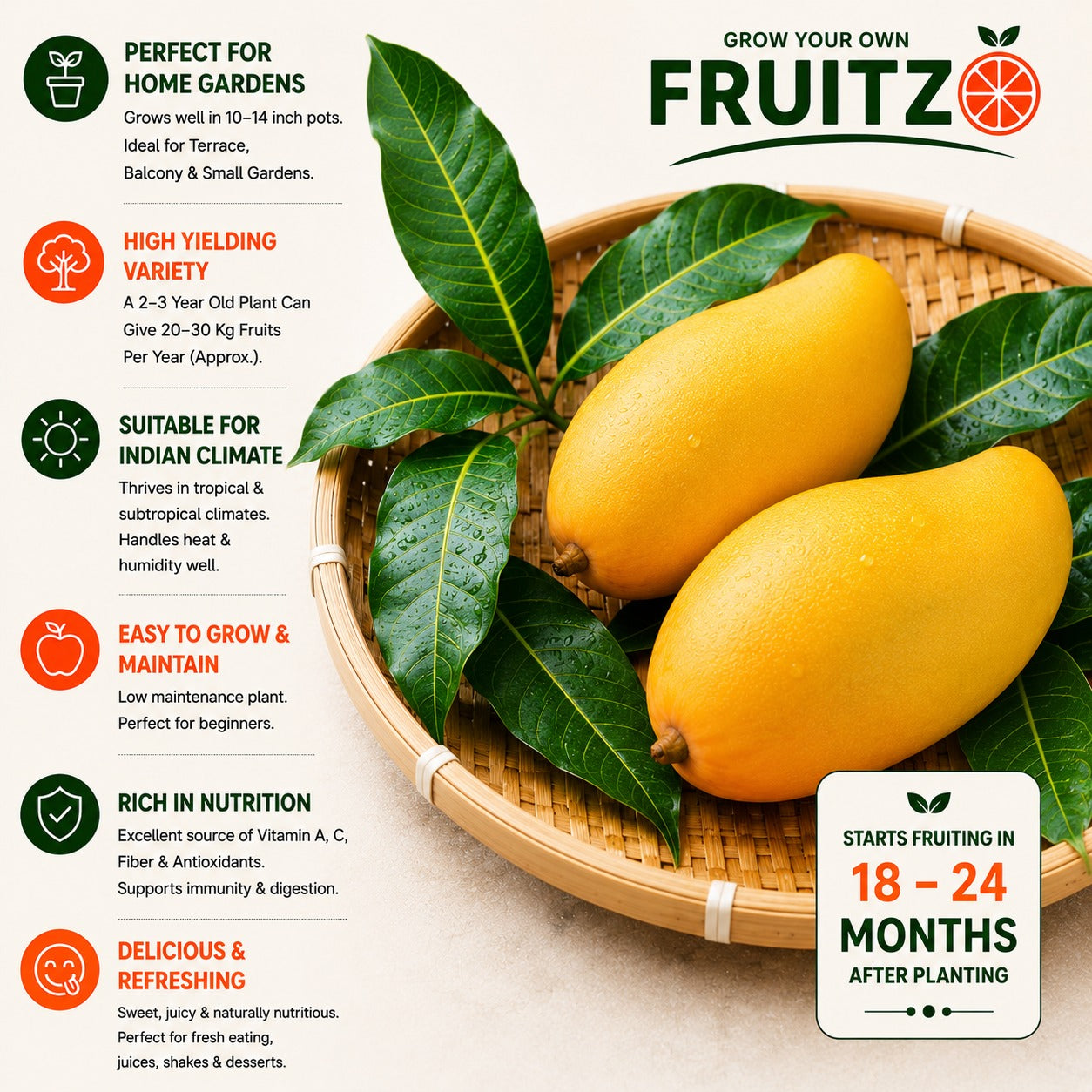 3 Test Mango Grafted Plant for Home & Terrace Gardening