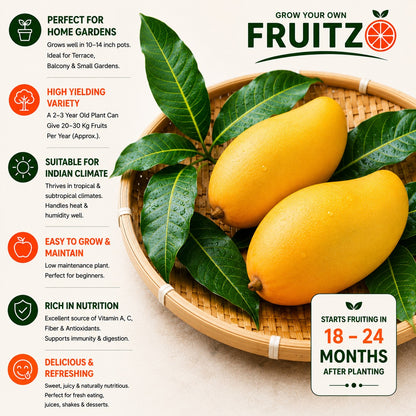 3 Test Mango Grafted Plant for Home & Terrace Gardening