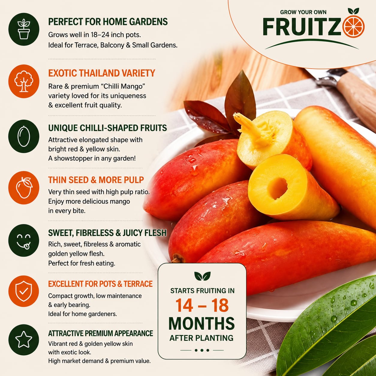 Chili Mango Grafted Fruit plant For Home & Terrace Gardening