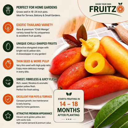 Chili Mango Grafted Fruit plant For Home & Terrace Gardening