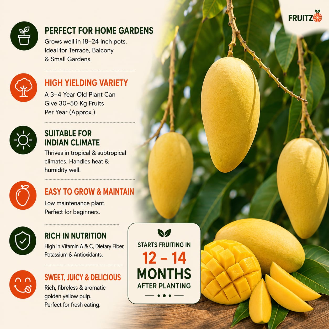 Thai Katimon All Time Mango – Perfect Grafted Plant ForHome & Terrace Gardening