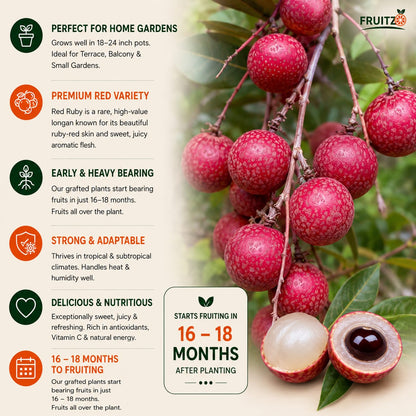 Red Rubby Longon Grafted Fruit Plant for Home & Terrace Gardening