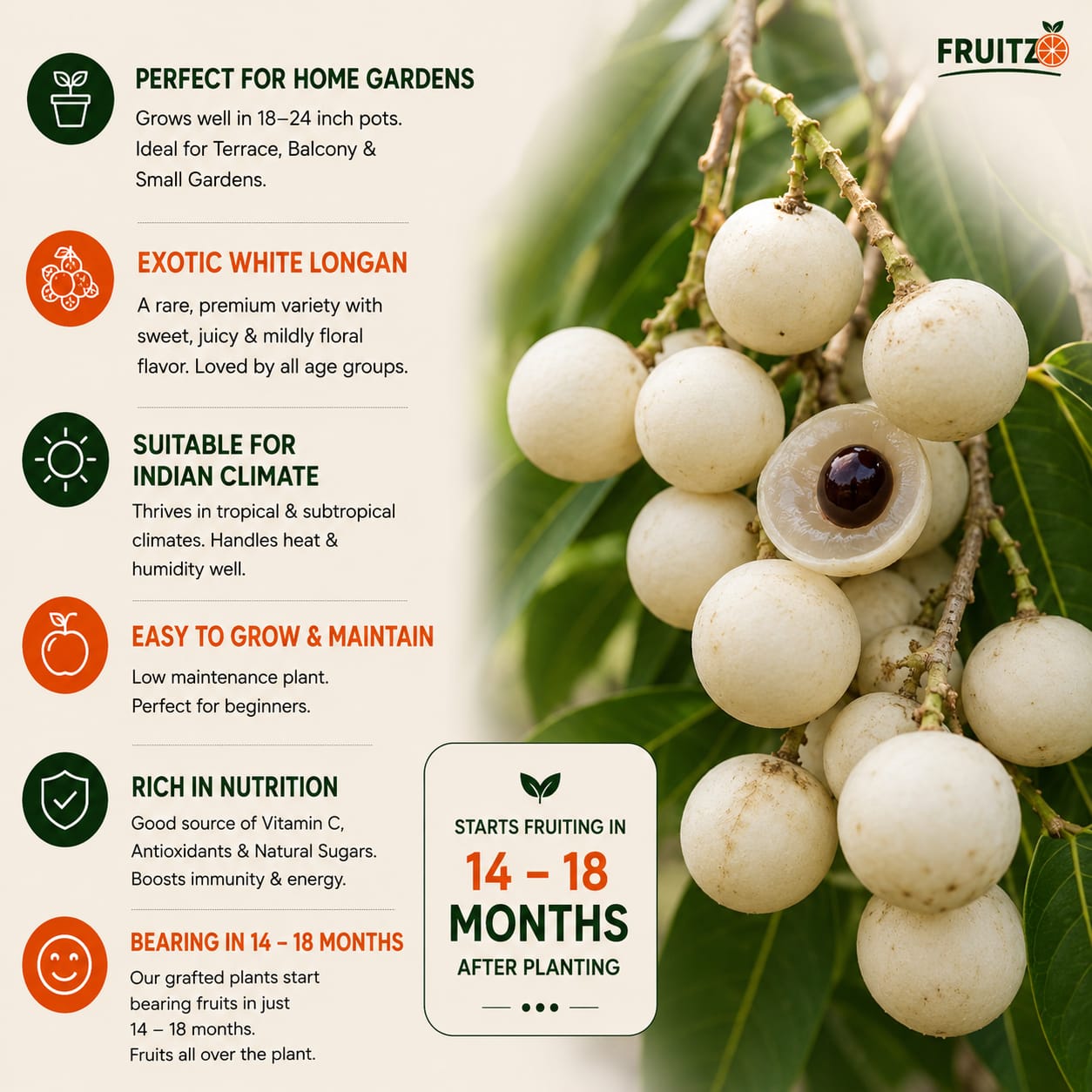 White Longon Grafted Fruit Plant For Home | Terrace Gardening